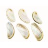 Florida Shells and Gifts 100 Small Green Abalone Shells 1