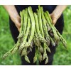 CZ Grain Jersey Giant Live Asparagus Bare Root Plants 2yr