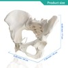 MediTrainer Life-Size Female Pelvis Skeleton Model with Elastic Cords