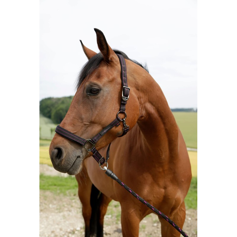 Horse Headcollar for Goleygo System Black/Fuchsia Foal