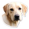 (Yellow) Labrador Retriever Dog Magnet by Magnet America is 4.875"