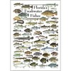 Earth Sky + Water - Florida’s Freshwater Fishes - Poster