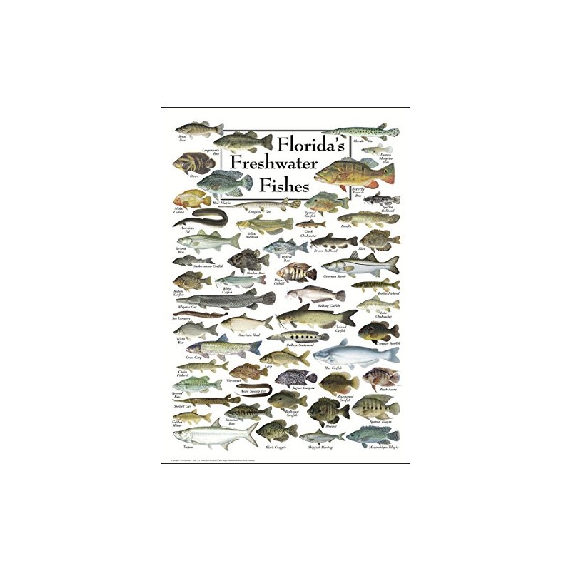 Earth Sky + Water - Florida’s Freshwater Fishes - Poster