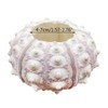 Xuniu Air Plants Sea Urchin Tabletop Tillandsia Holder Miniature Gardening
