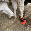 Goat Boot Protective Shoes for Sheep Goat Hoof Footsore Foot