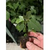 Profig Fig Trees “Yellow Long Neck" 4 Pack!