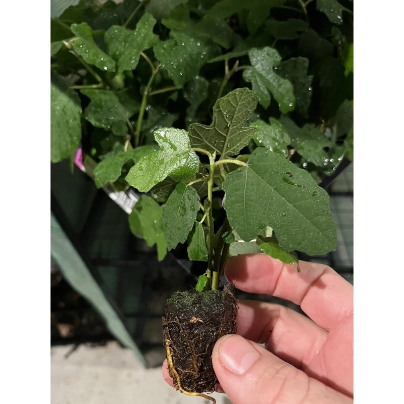 Profig Fig Trees “Yellow Long Neck" 4 Pack!