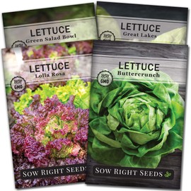 Sow Right Seeds - Lettuce Seed Collection for Planting - Buttercrunch, Great Lakes, Salad Bowl, and Lolla Rosa Varieties Non-GMO Heirloom Seeds to Plant a Home Vegetable Garden
