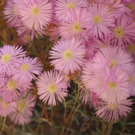 Fresh Iceplant Daisy Seeds 250+ Seeds Daisy Flower, Flower Seeds, Annual Seeds, - Style 7