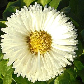 Bellis perennis (Lawn Daisy, English Daisy, Mixed) Flower Seeds, Attractive Appearance with Colors, Seeds by MySeeds.Co, You Choose The Amount (0.5 oz)