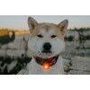 Orbiloc Dual Flashing/Solid Safety LED Light for Dogs - High