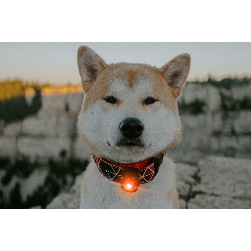 Orbiloc Dual Flashing/Solid Safety LED Light for Dogs - High