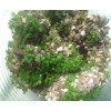 Fredsfish 10 grams Stinging Nettle Seeds (Urtica Dioica) From USA