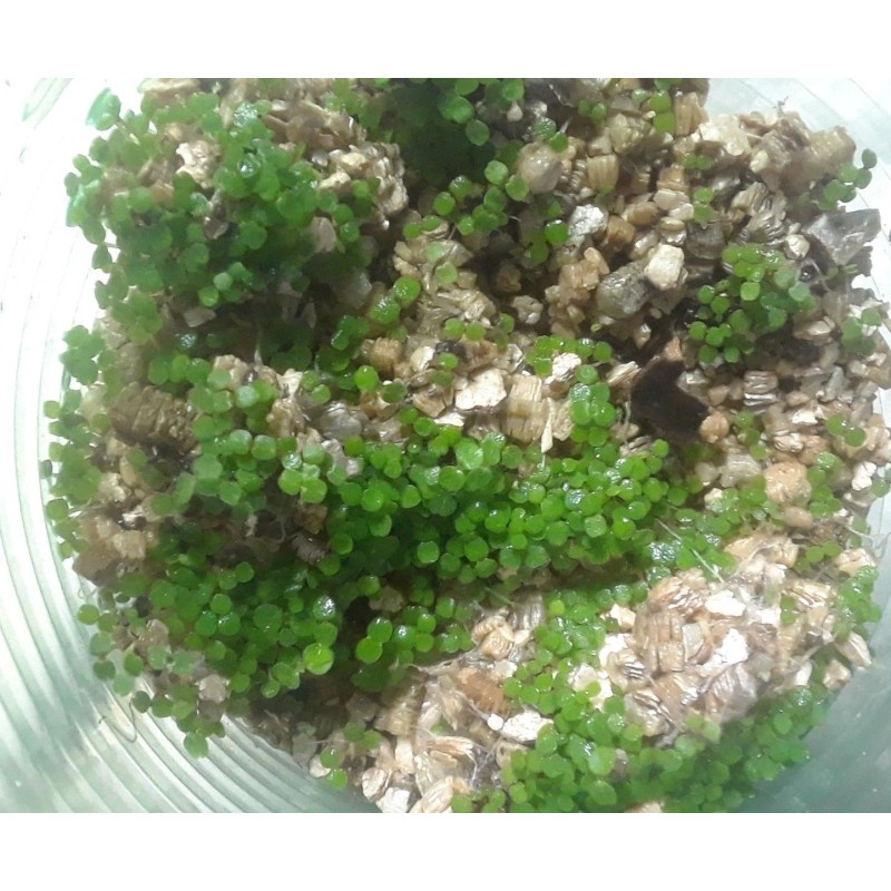 Fredsfish 10 grams Stinging Nettle Seeds (Urtica Dioica) From USA