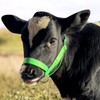 Cow Halter Cattle Halters Adjustable Calf Halter with Leading Rope