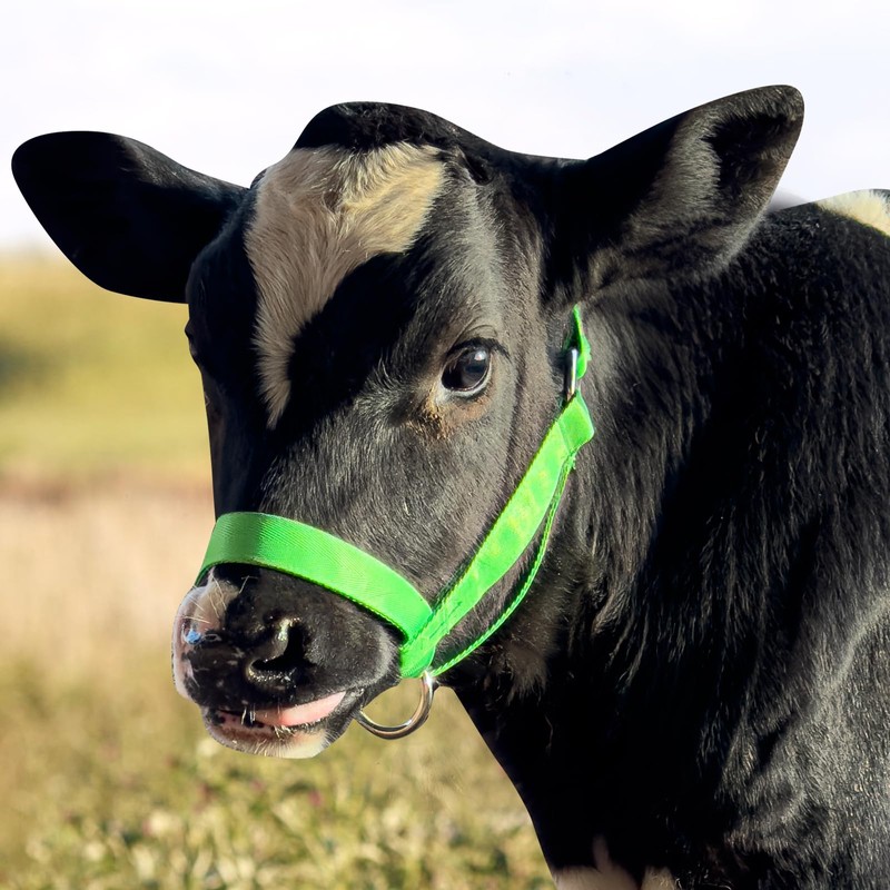 Cow Halter Cattle Halters Adjustable Calf Halter with Leading Rope