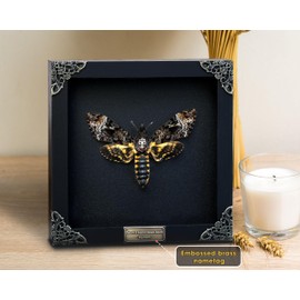 Real Death Head Moth Acherontia Black Frame Skull Butterfly Handmade Shadow Box Insect Oddity Curiosities Unique Taxidermy Collectables Tabletop Wall Art Home Decor Living Gallery Bedroom K18-01-DE