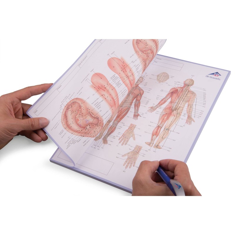 3B Scientific Acupuncture Meridian Notepad Italian 30cm x 21cm 0.5cm