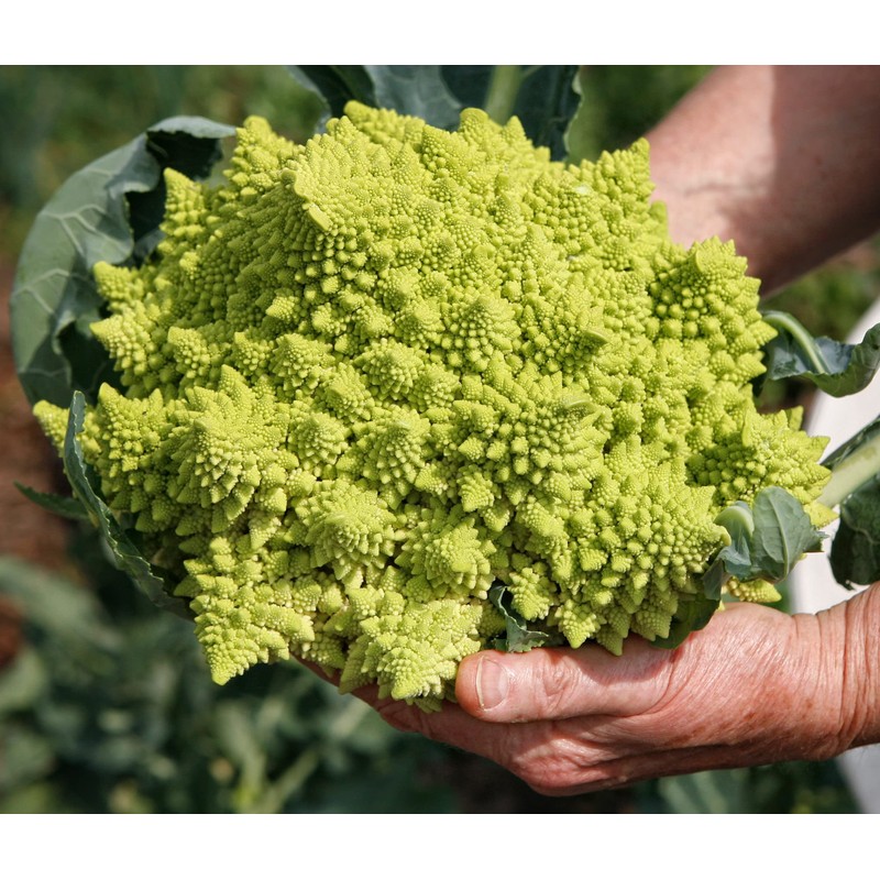 Seeds Romanesco Broccoli Beautiful Cabbage Heirloom Vegetable Non GMO