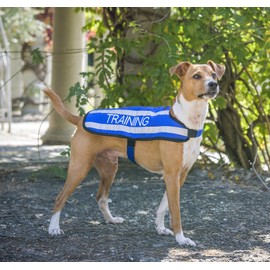 TRAINING (Dog In Training/Do Not Disturb) Blue Colour Coded S M L Reflective Waterproof Fleece Lined Warm Dog Coats PREVENTS Accidents By Warning Others Of Your Dog In Advance (M-L)
