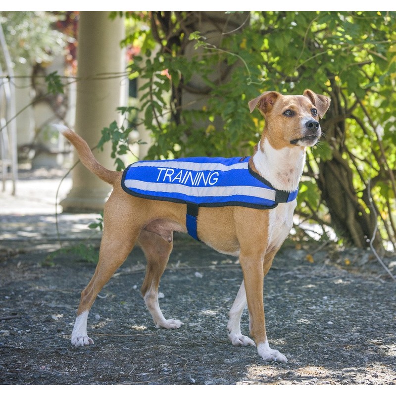 TRAINING (Dog In Training/Do Not Disturb) Blue Colour Coded S