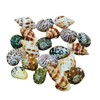 Natural Hermit Crab Shells, Hermit Crab Supply, Large Small and