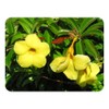 Dwarf Bush Brown Bud Allamanda Hybrid Compacta Tropical Live Plant