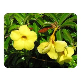 Dwarf Bush Brown Bud Allamanda Hybrid Compacta Tropical Live Plant Yellow Trumpet Bell Flower Emerald Goddess Gardens Starter Size 4 Inch Pot