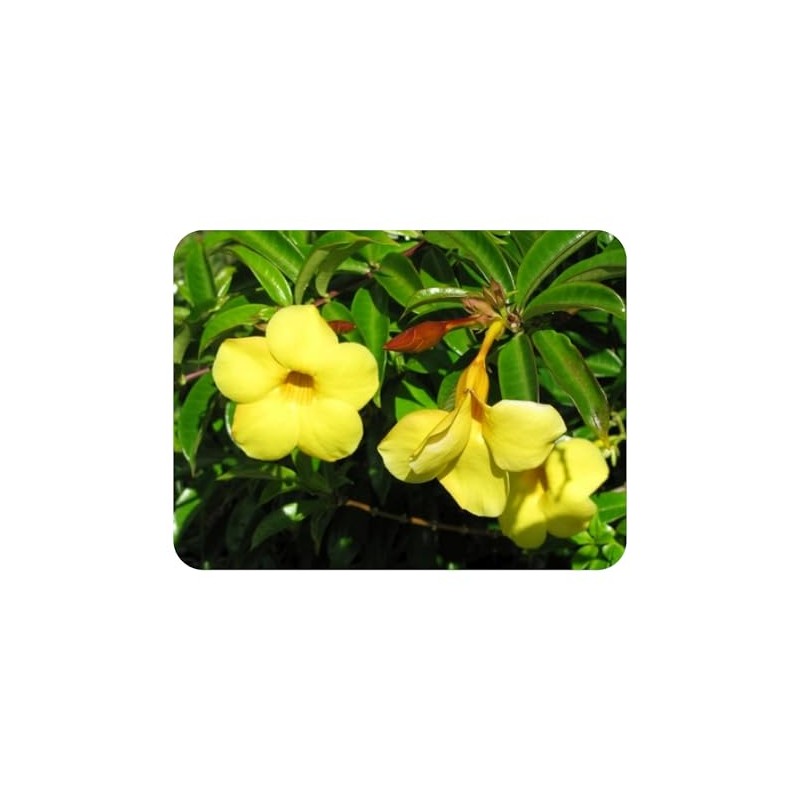 Dwarf Bush Brown Bud Allamanda Hybrid Compacta Tropical Live Plant