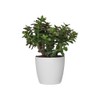elho Brussels Round 20 - Flower Pot for Indoor -