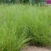 Outsidepride Short Native Grass Seed Mix of Blue Grama, Buffalo,