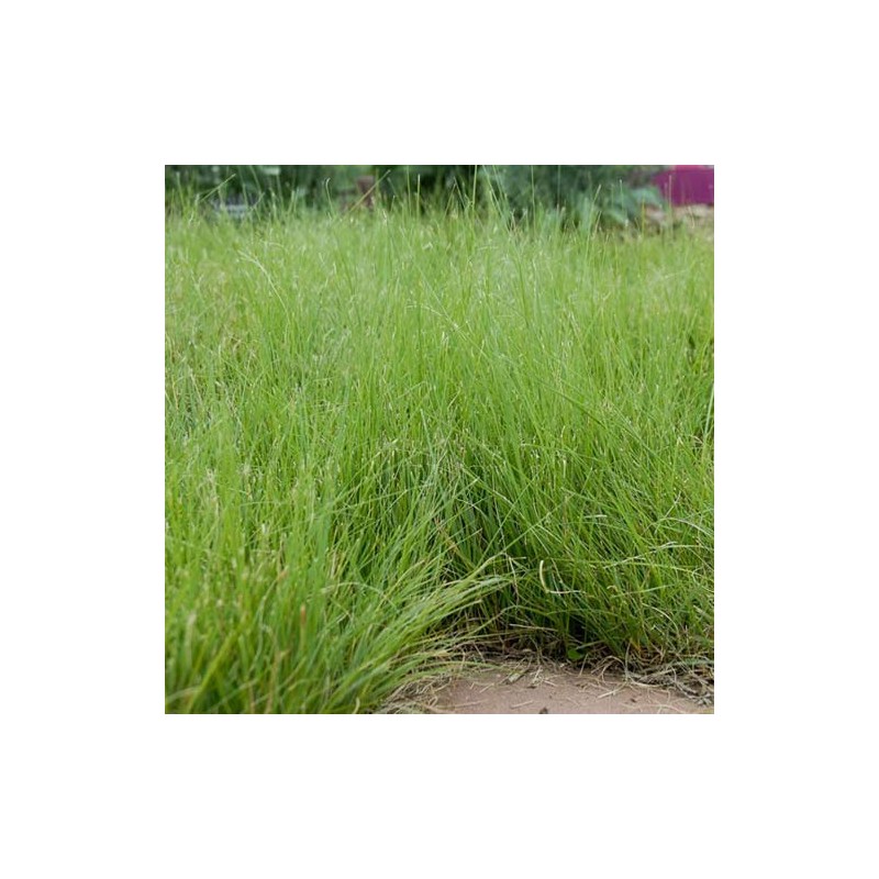 Outsidepride Short Native Grass Seed Mix of Blue Grama, Buffalo,