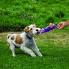 KONG - Tugger Knots Monkey - Tug of War Dog