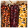 Everwilde Farms - 1 Oz Wampum Ornamental Corn Seeds -