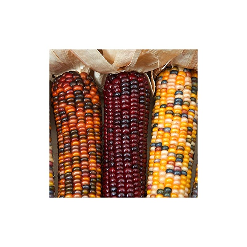 Everwilde Farms - 1 Oz Wampum Ornamental Corn Seeds -