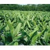 Health & Wild Grass Tea Center Domestic Autumn Turmeric 100%