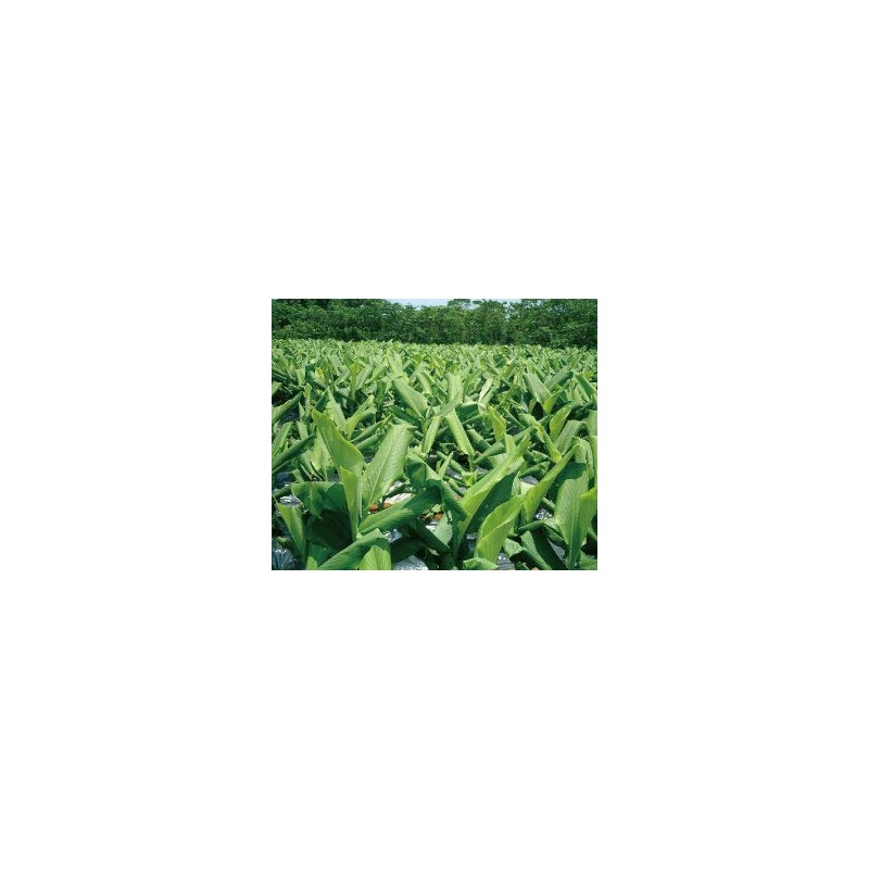 Health & Wild Grass Tea Center Domestic Autumn Turmeric 100%
