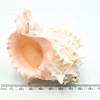 MaxJam SET OF 2 Real Seashell Rose Murex Conch Shell