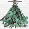 12 Pcs Large Dried Eucalyptus & Silver Dollar Leaves Bundle