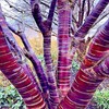 Fresh Seeds - 20 Seeds Tibetan Paper Birchbark Cherry Tree Seeds Plant