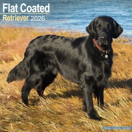 Flatcoated Retriever Calendar 2026 | 16 months | with FREE Organisational Stickers