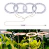 GEZICHTA LED Grow Lights, USB Angel Ring Lamp for Succulents,