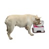WZ PET Raised Ceramic Dog Feeding Bowl,Adjustable Elevated Dog Bowls