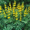 Eden Brothers Annual Lupine Seeds - Golden Yellow