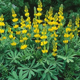 Eden Brothers Annual Lupine Seeds - Golden Yellow