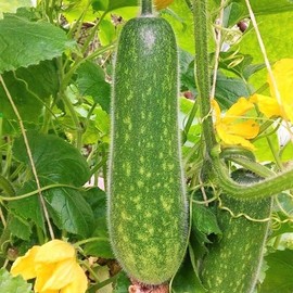 TomorrowSeeds - Fuzzy Hair Melon Seeds - 60+ Count - for 2025 Planting Wax Gourd Fuzzy Hair Hairy Squash Chi Qua Mo Gwa Mokwa Winter Ash Asian Vegetable Grow Your Own Home Farm Patio Healthy