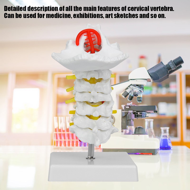 1:1 Human Cervical Vertebra Arteria Spine Spinal Nerves Anatomical Model