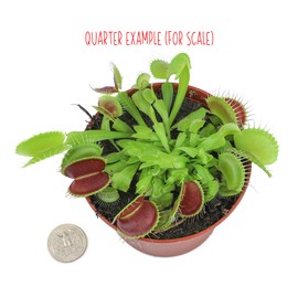 3 Inch Live Venus Fly Trap Live Plant, Dionaea Muscipula Venus Fly Trap Plant, Sundew Carnivorous Plants Live Houseplants, Venus Fly Trap Terrarium Plants, Live Plants Indoor Plants by Plants for Pets