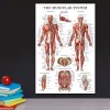 Palacelearning Sistema Muscular Poster Anatómico - Laminado - Muscle Anatom