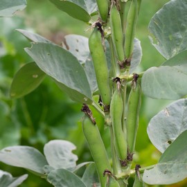 Hyacinth Bean - Shitohana Fujimame - 4 g Packet ~25 Seeds - Non-GMO, Heirloom - Asian Garden Vegetable & Flower